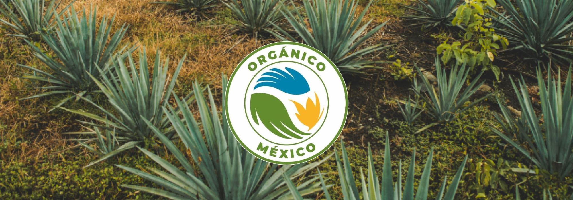 Logotipo circular con las palabras "Orgánico México" y diseño de hojas sobre un fondo de plantas de agave.