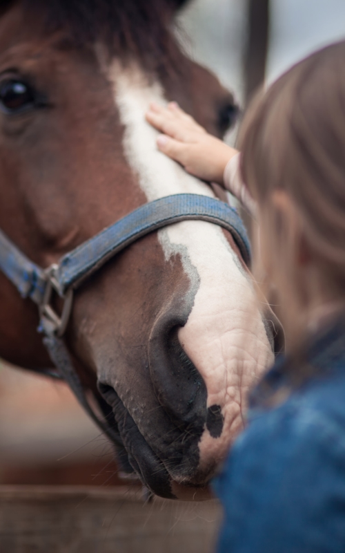 Little girl stroking her horse