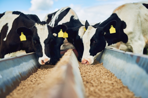 Black and white colored cows eating animal feed that has been certified by Kiwa