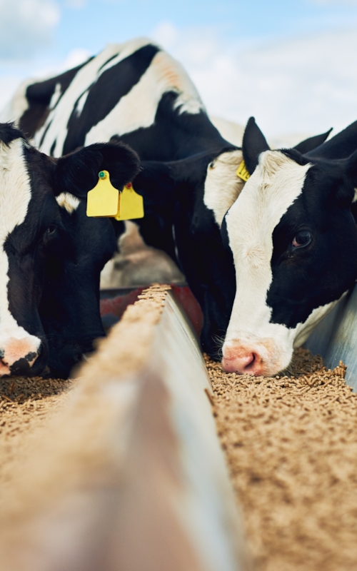 Black and white colored cows eating animal feed that has been certified by Kiwa