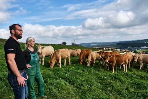 people surrounded by cows