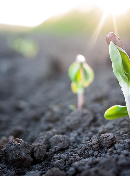Groente die groeit uit de aarde