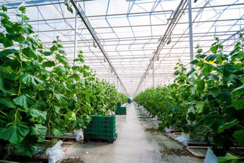 Growing vegetables in a greenhouse