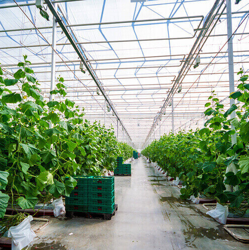 Growing vegetables in a greenhouse