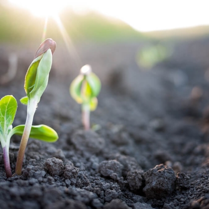 Groente die groeit uit de aarde