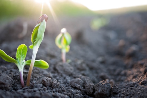 Vegetable that grows from the earth