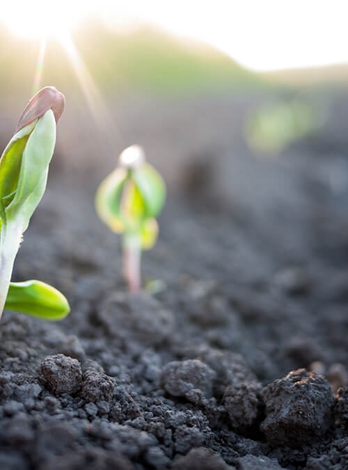 Groente die groeit uit de aarde