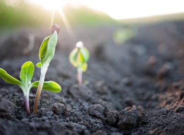Groente die groeit uit de aarde