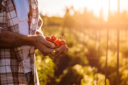 Man with vine tomatoes in his hands