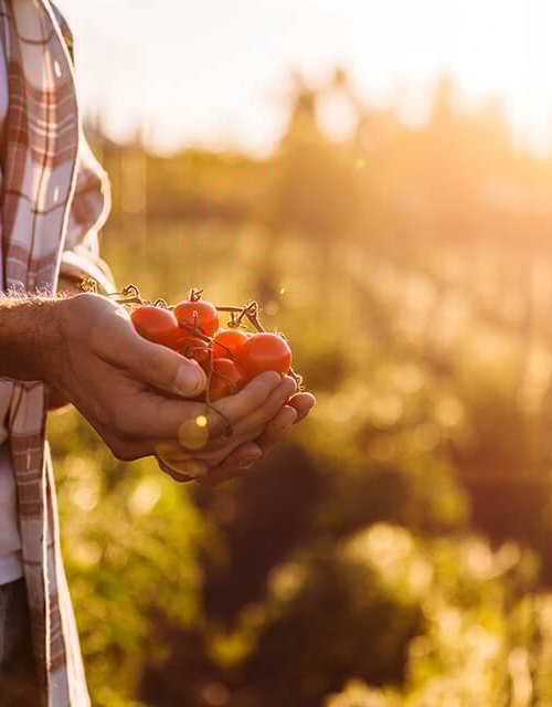 Man with vine tomatoes in his hands