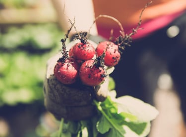 Man with radish in his hands