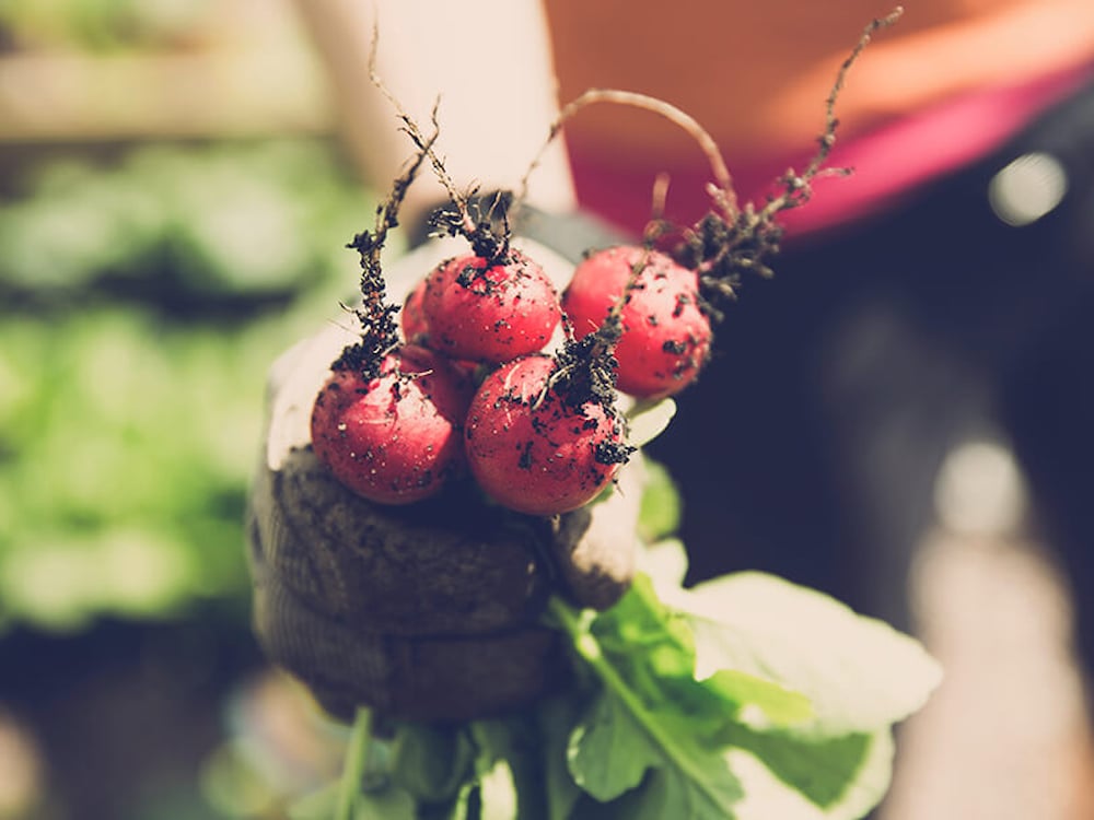 Man met radijs in zijn handen