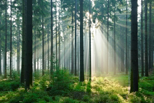 Sunlight in the woods