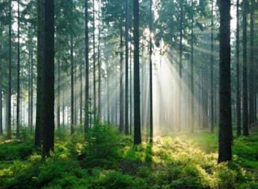 Zonlicht in de bossen