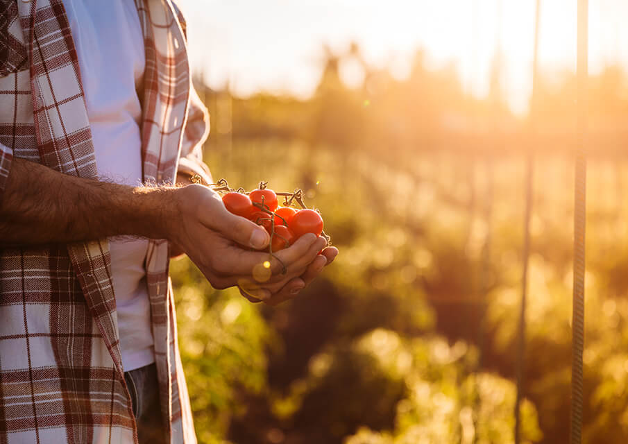 Person holding organicly grown and Kiwa certified tomatos in their hands