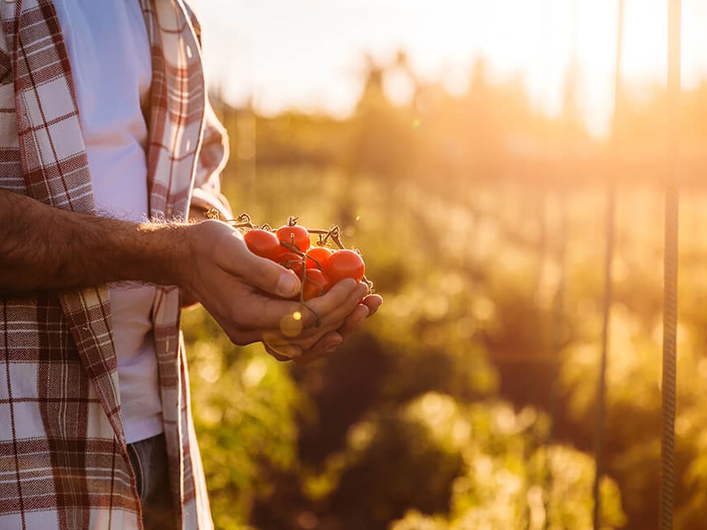 Person holding organicly grown and Kiwa certified tomatos in their hands