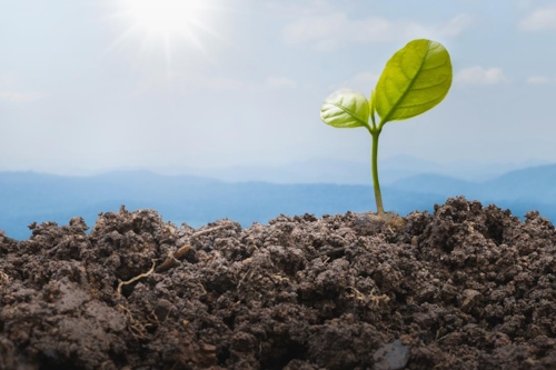 Liten planta växer i jord, med underperspektiv från marken upp mot blå himmel och sol.