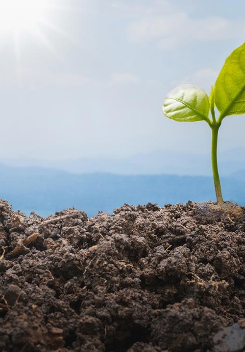 Liten planta växer i jord, med underperspektiv från marken upp mot blå himmel och sol.