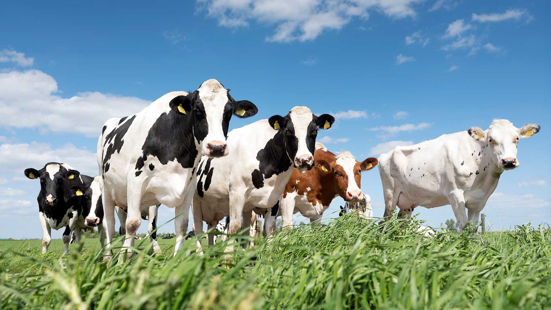 Kor med olika färgtäckningar betande på en grön äng under en blå himmel med vita moln.