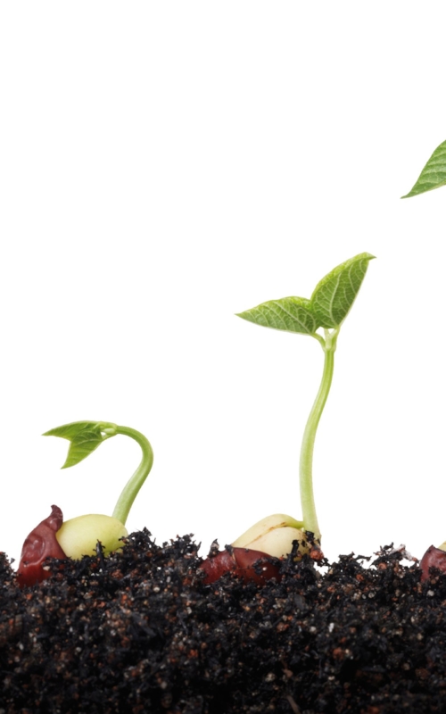 Plant Esta certification