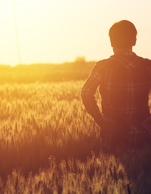 Male farmer standing in a field of organic certified wheat during sunset
