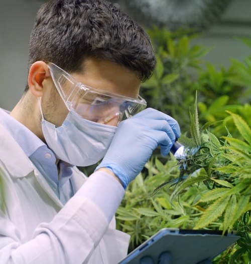 Man checking quality of cannabis plants with Kiwa certification standards.