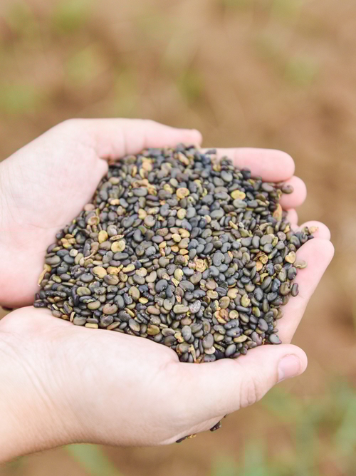 Hands which contain seeds to illustrated food safety training by Kiwa.